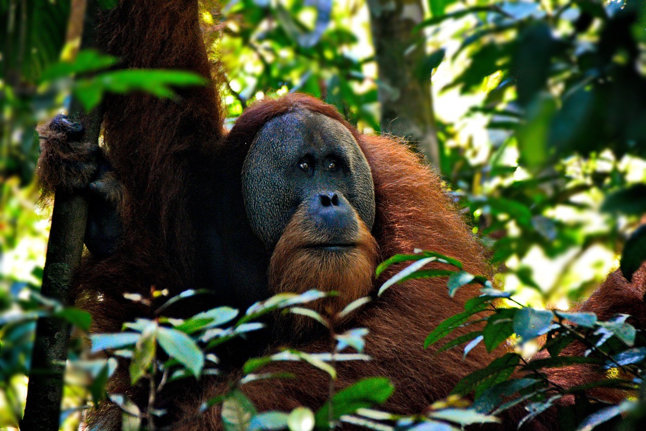 7 Days Exploring Sumatra's Wonders