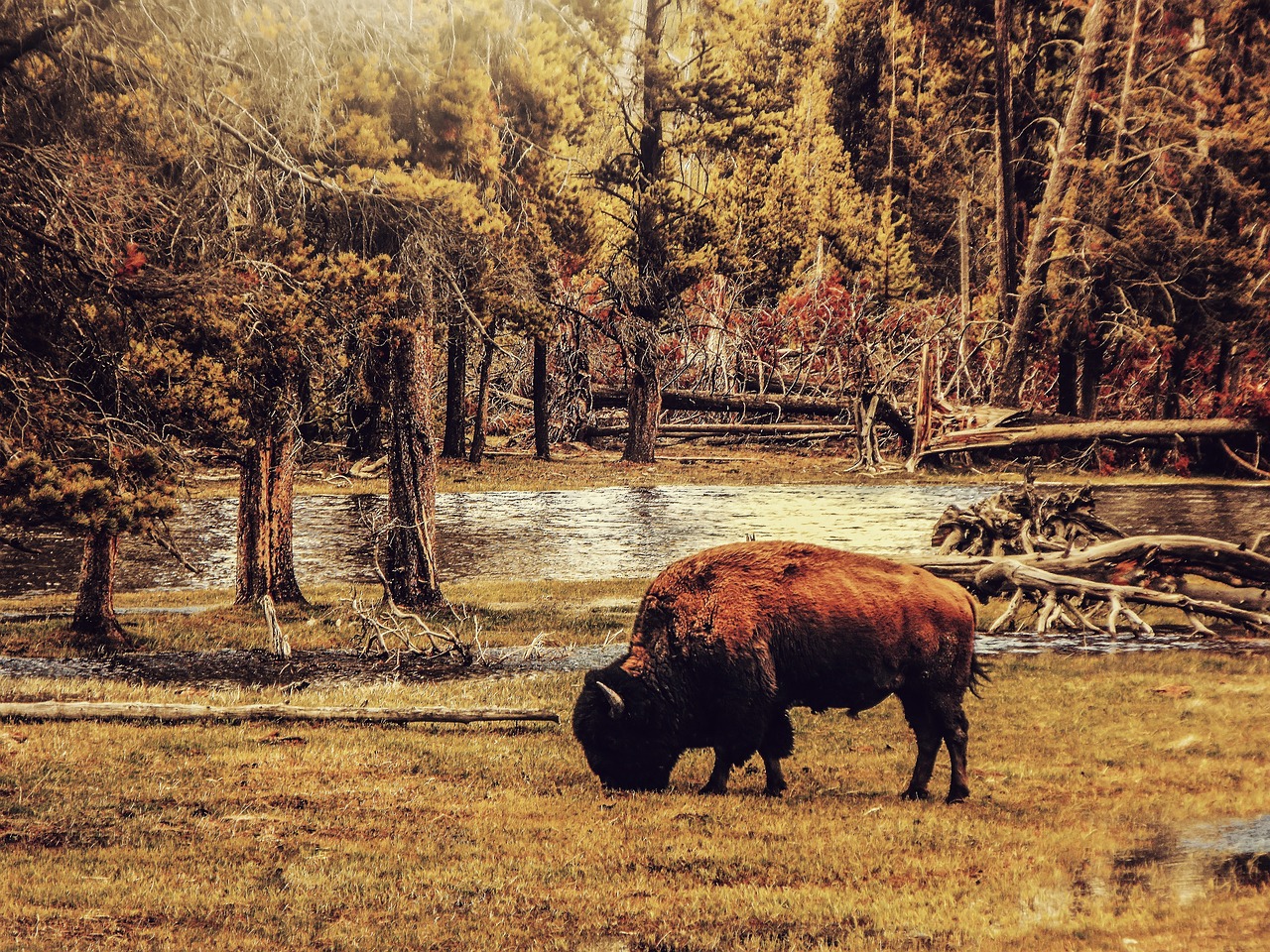 Buffalo Adventure - 5 Days