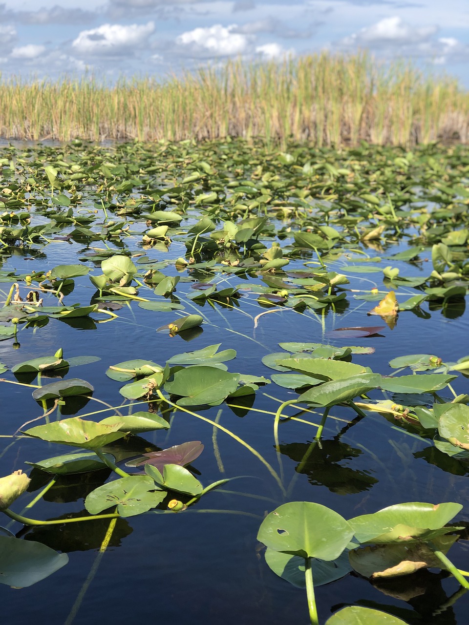 Everglades Adventure 1 Day