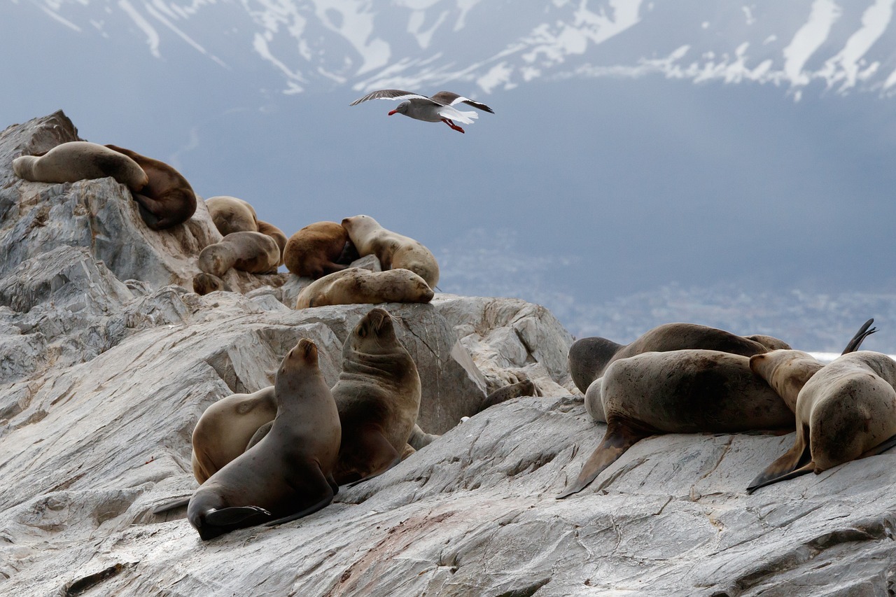 5-Day Adventure in Beagle Channel