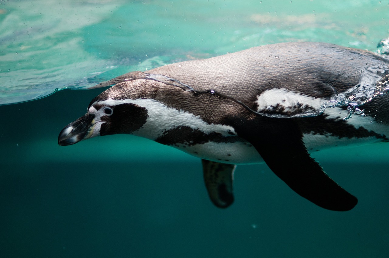 Exploración de 5 días en la Antártica