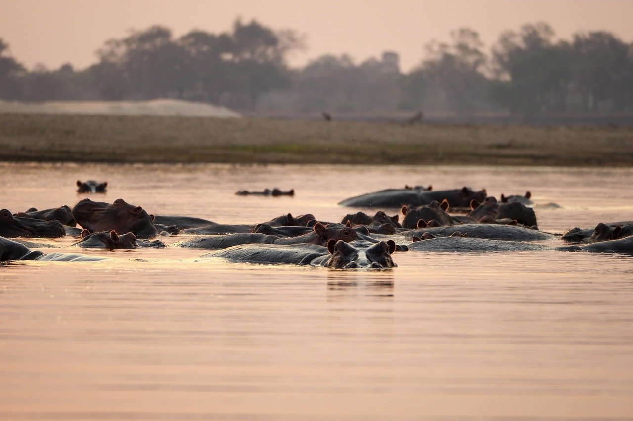 9-Day Luxury Safari in Zambia