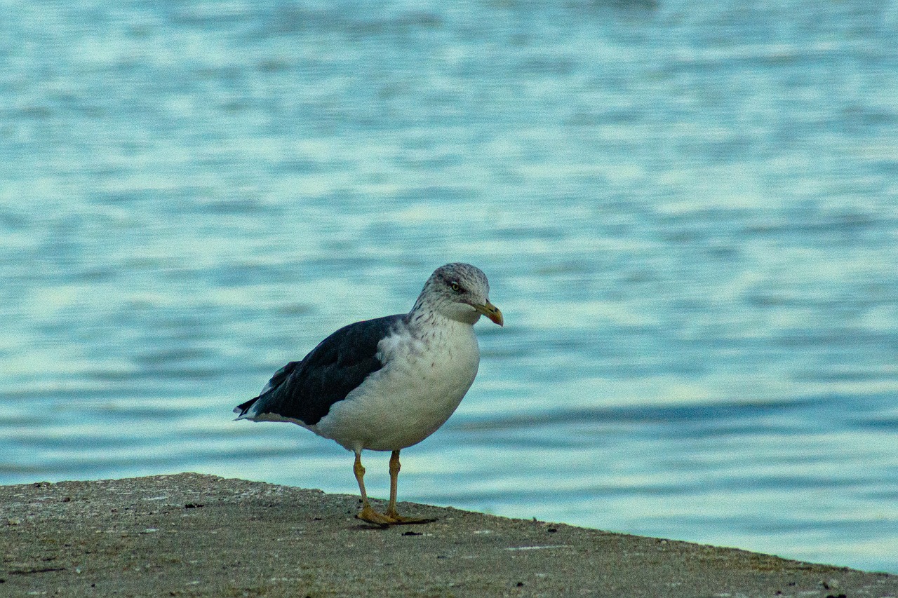 Lisbonne en 5 jours