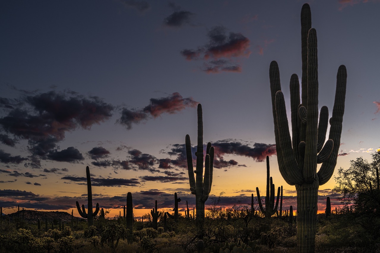 1 Day Peaceful Desert Hiking in Tucson