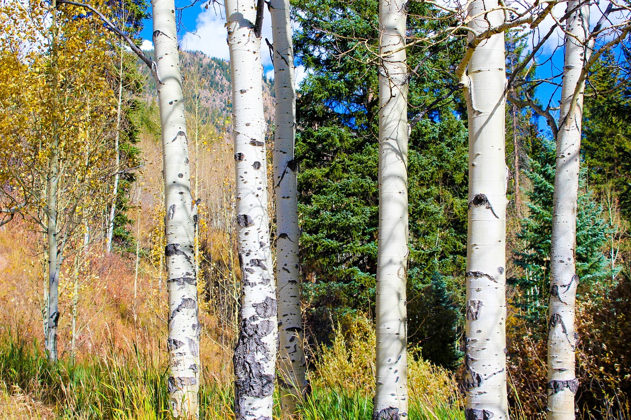 2 Days of Scenic Aspen Adventures