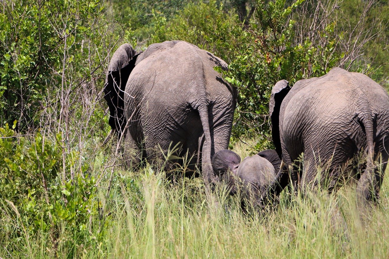 21 Days of Nature and Wildlife in South Africa