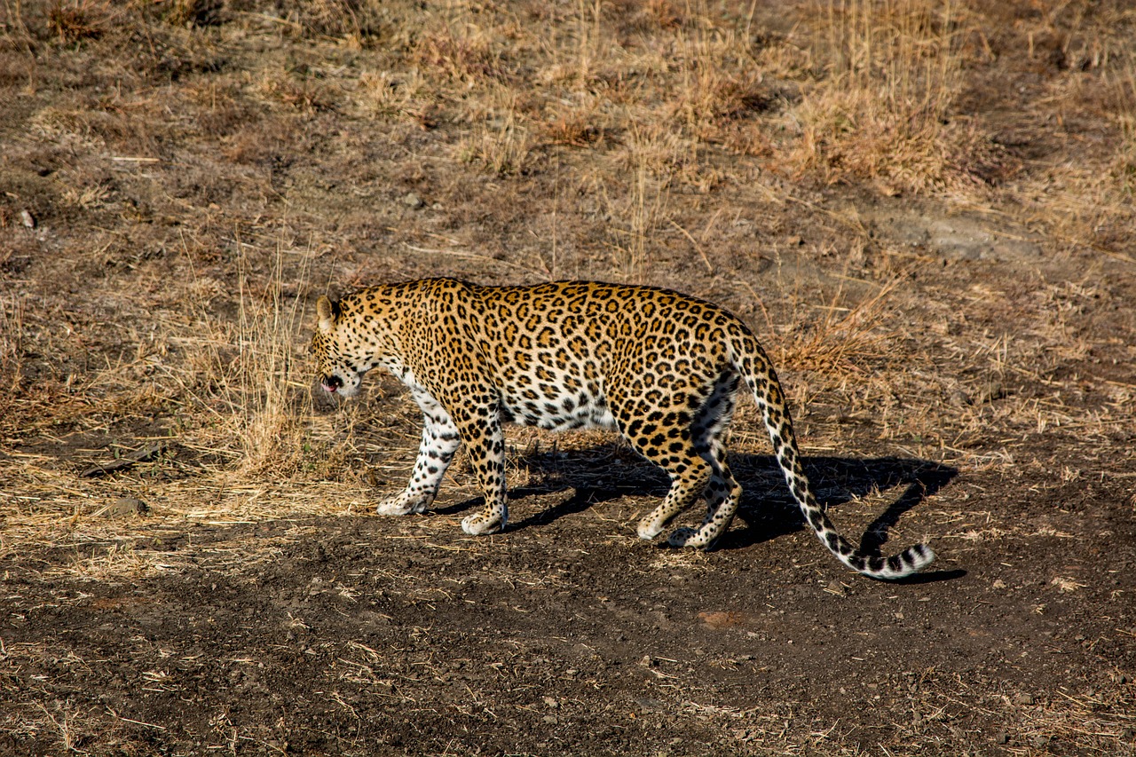 10-Day Gujarat Adventure