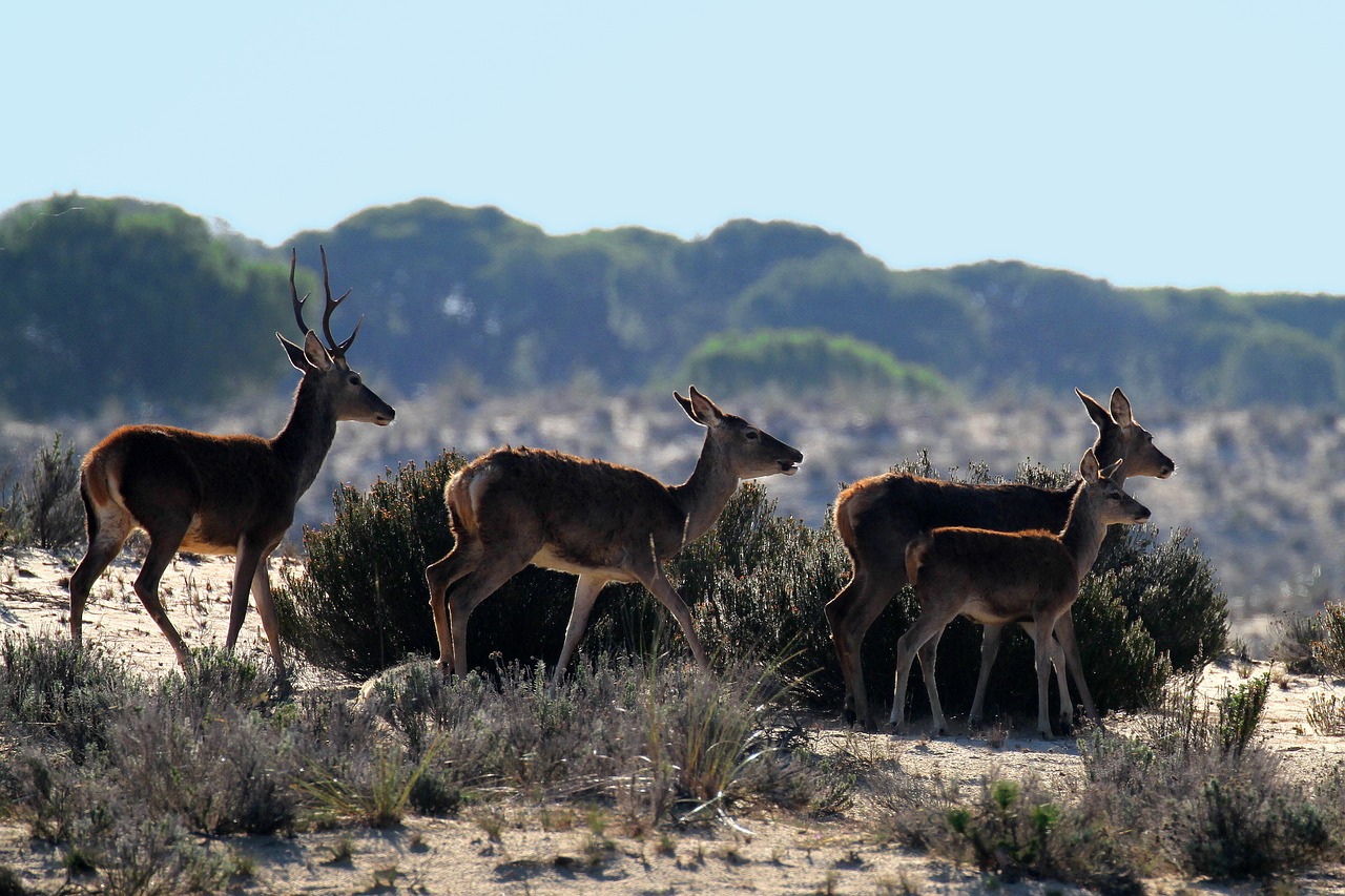 3-Day Adventure in Parque Nacional de Doñana