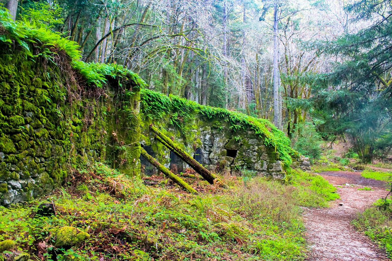 2-Day Adventure in Redwood National Park