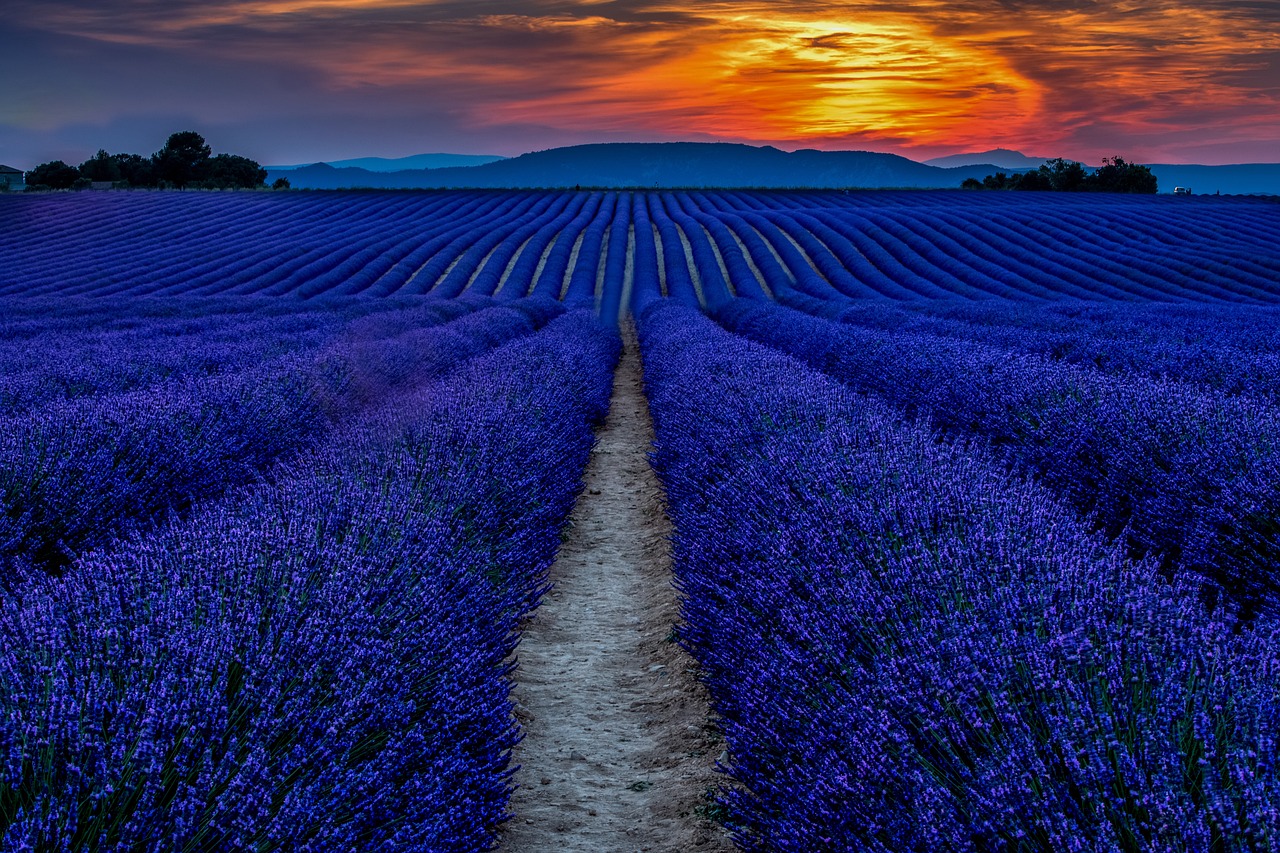 3-Day Journey Through Valensole