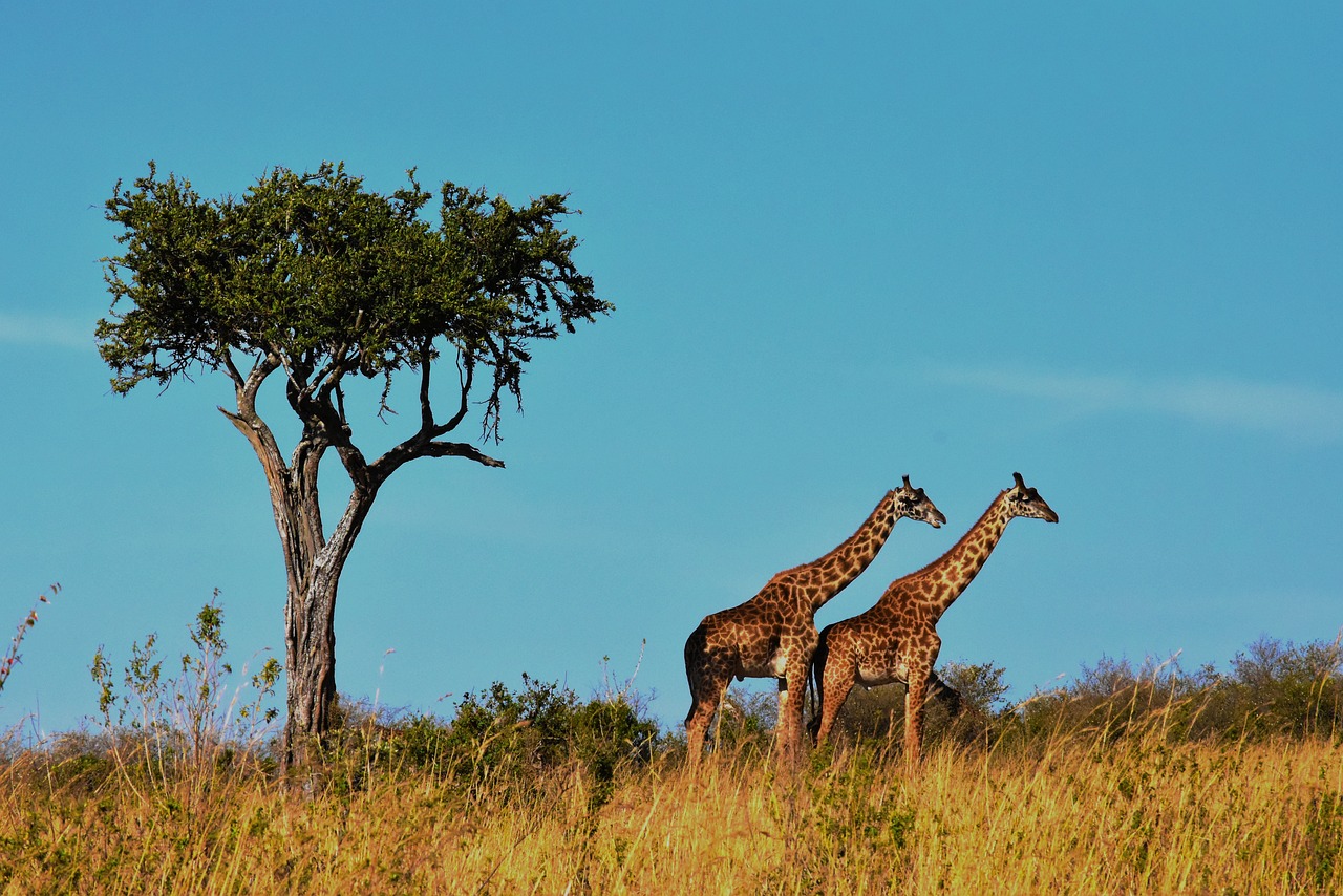 3-Day Serengeti Adventure