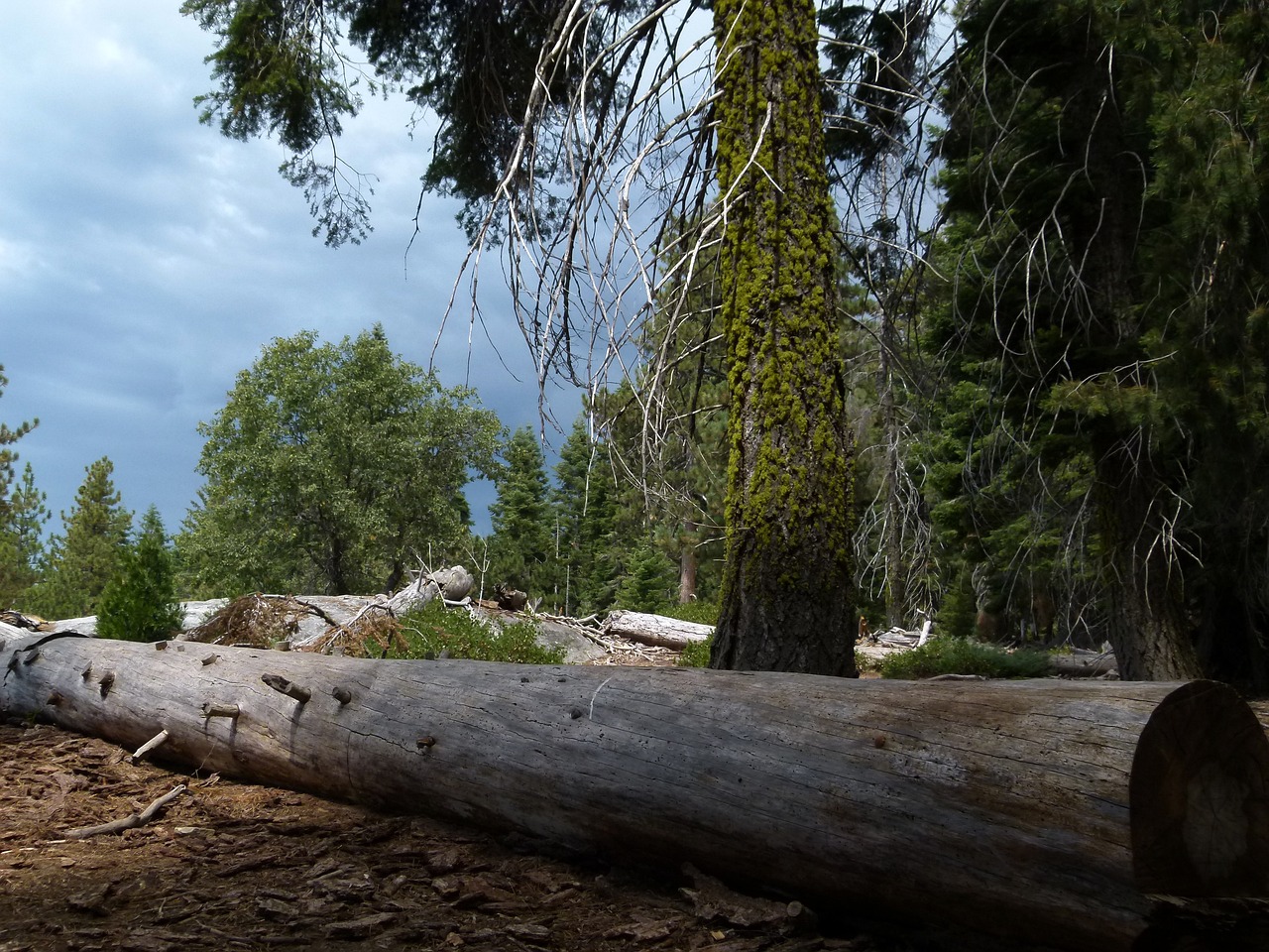 5 Days Exploring Sequoia National Park