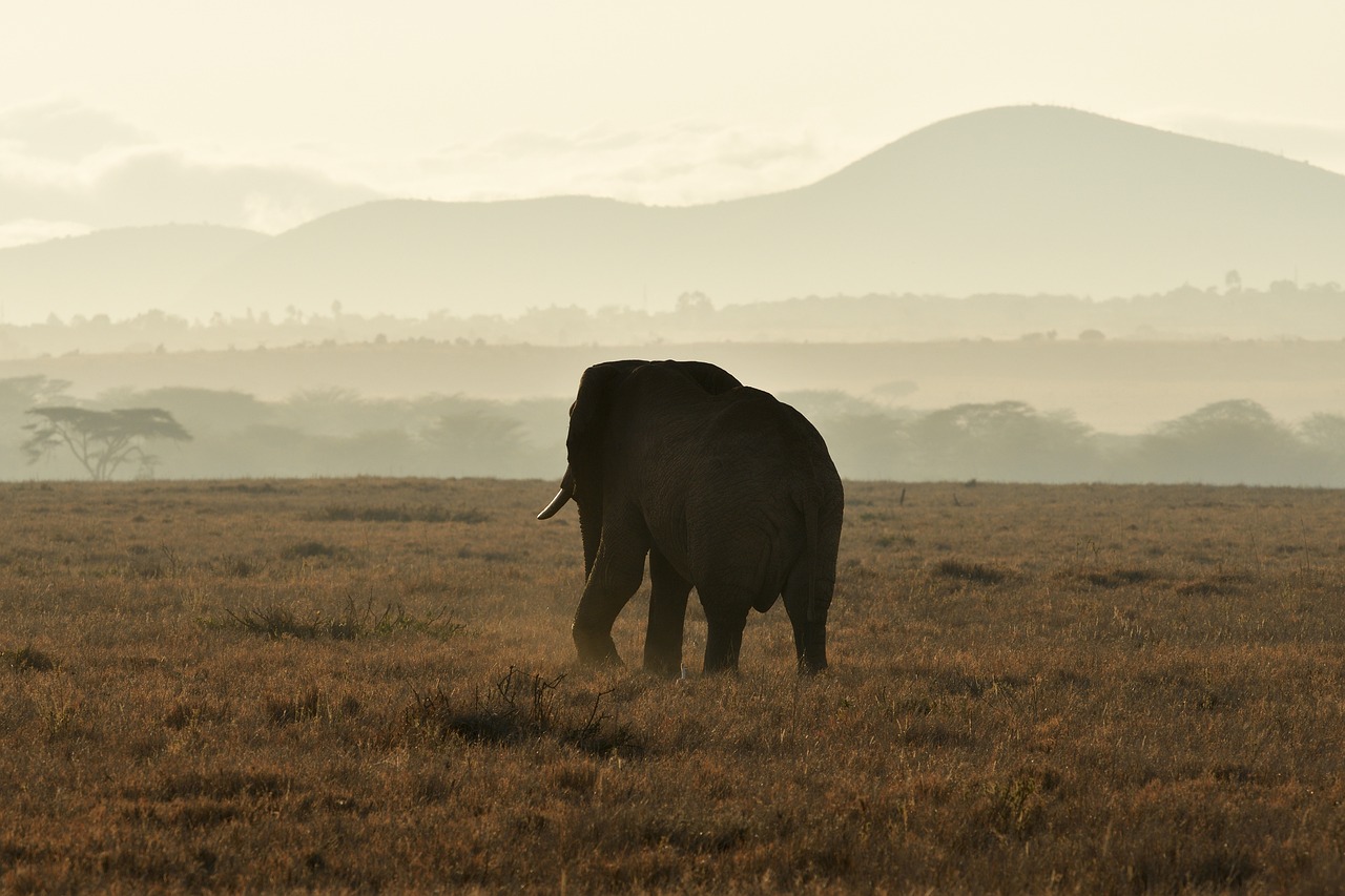 Kenya Safari Adventure 21 Days