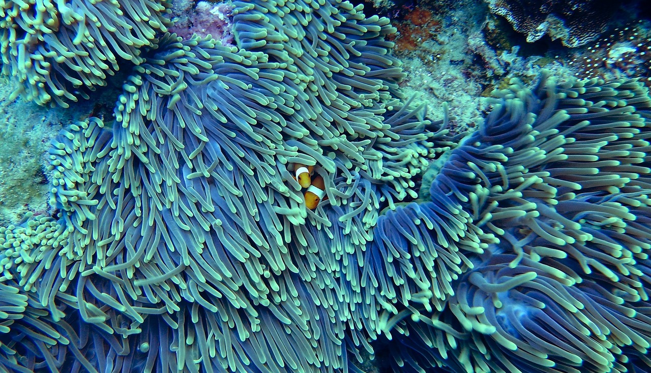 Lune de miel de 5 jours à Kingman Reef