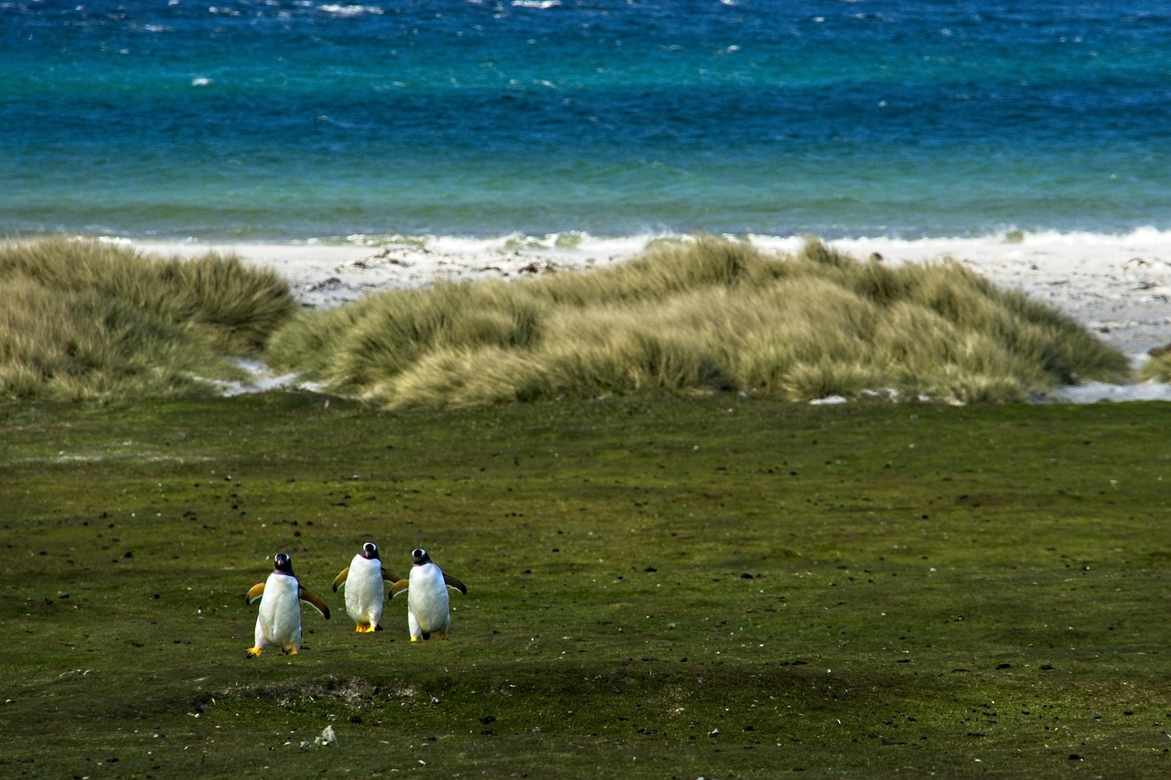 5-Day Honeymoon in the Falkland Islands