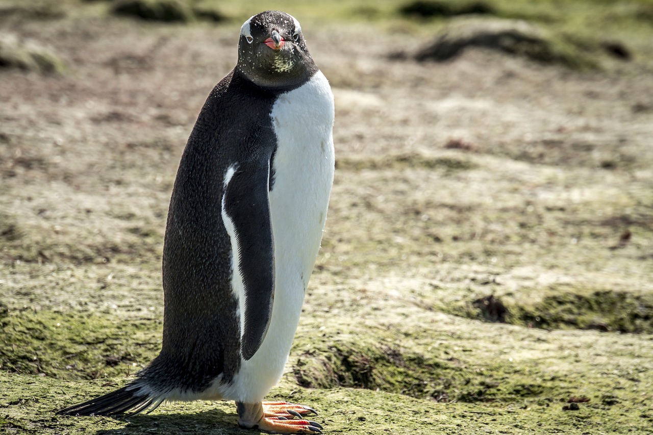 5-Day Penguin Spotting Adventure