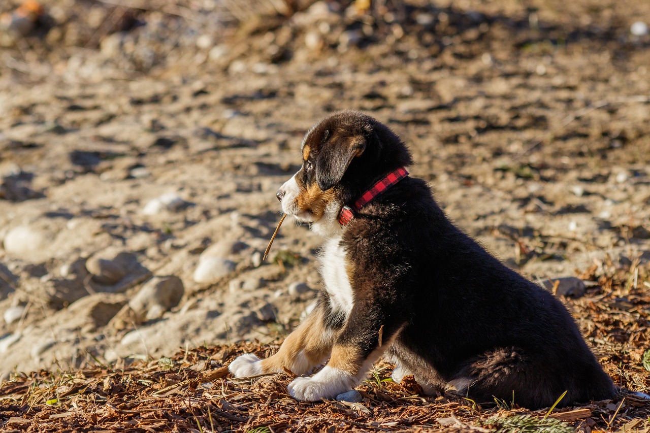 5 Days of Adventure in the Bernese Alps