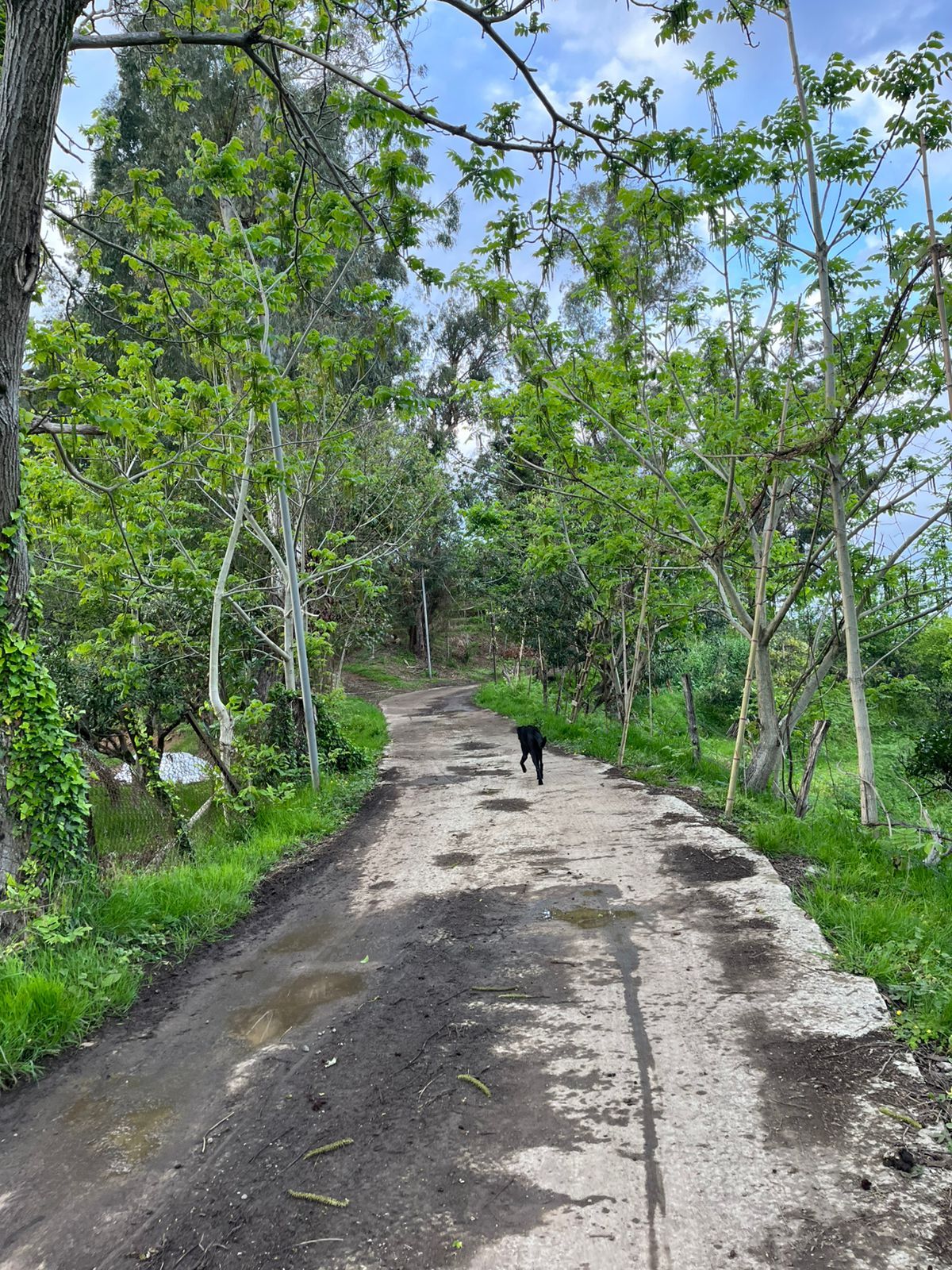 Land For Sale In Batumi, 2,500 M² For $300,000 view 3