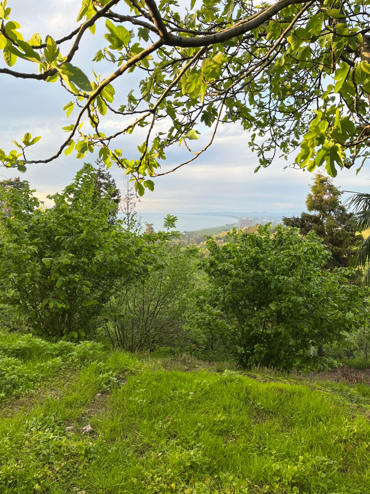 Land For Sale In Batumi, 2,500 M² For $300,000 view 4