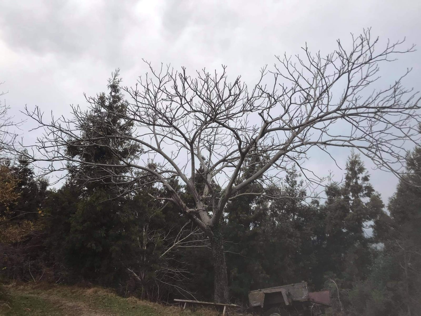 იყიდება მიწა In Chakvi, 1, 216 M² For $133, 760ში view 2