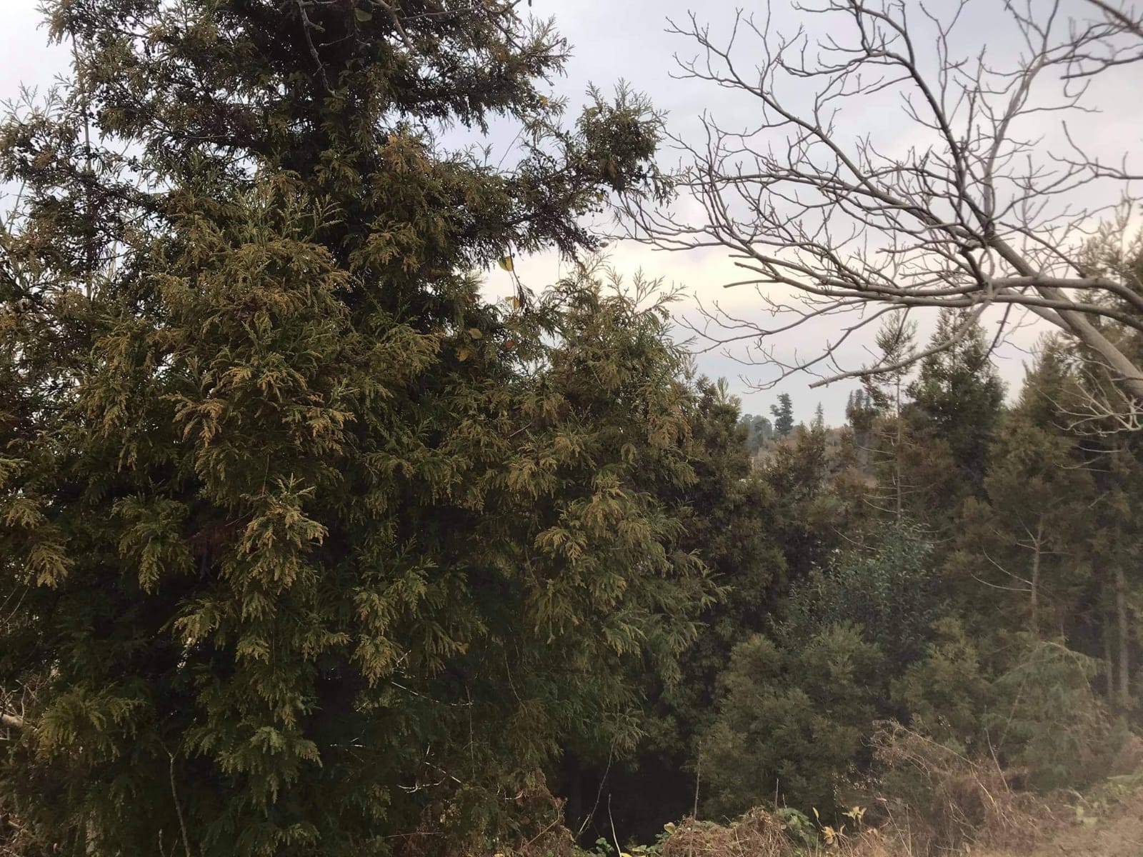 იყიდება მიწა In Chakvi, 1, 216 M² For $133, 760ში view 3