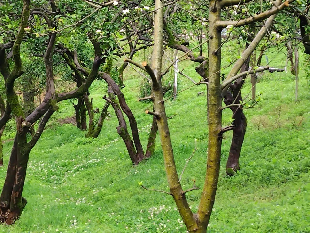 Land For Sale In Batumi, 1,000 M² For $140,000 view 3