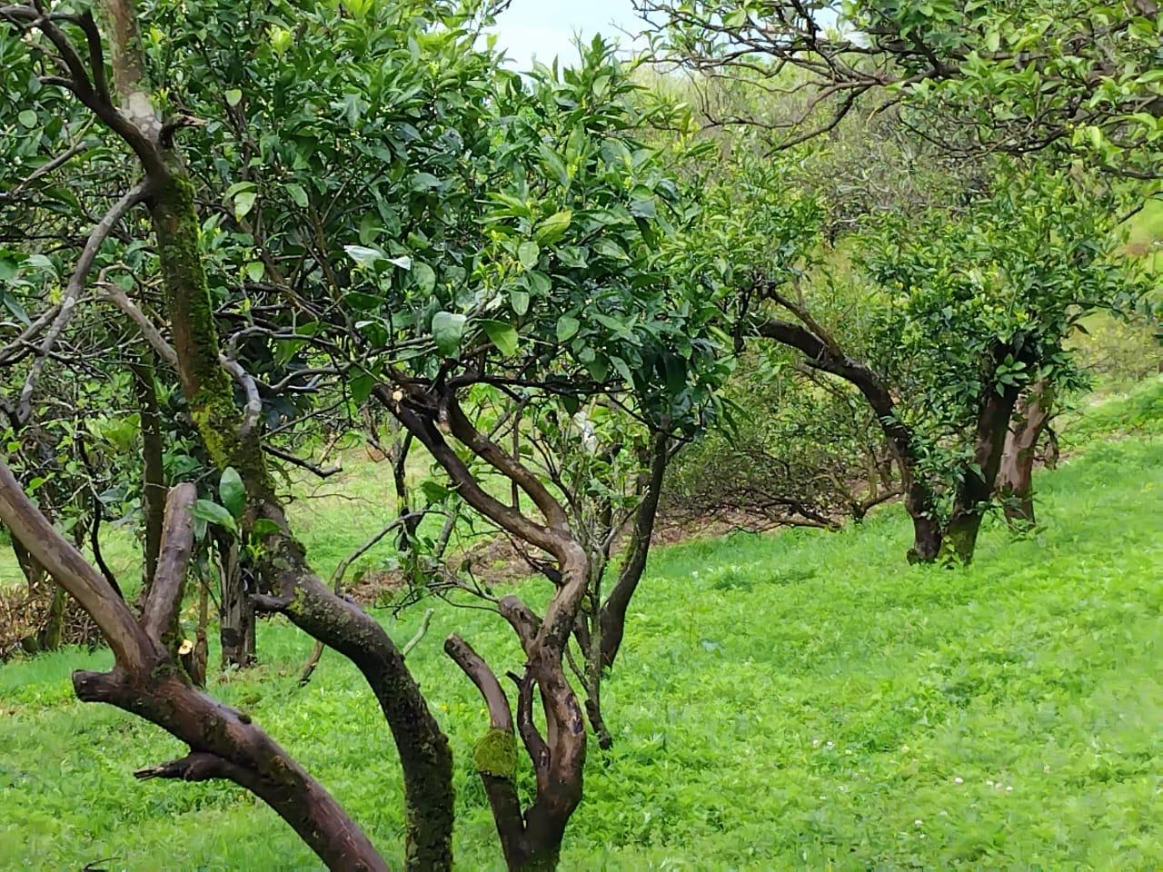 Land For Sale In Batumi, 1,000 M² For $140,000 view 4