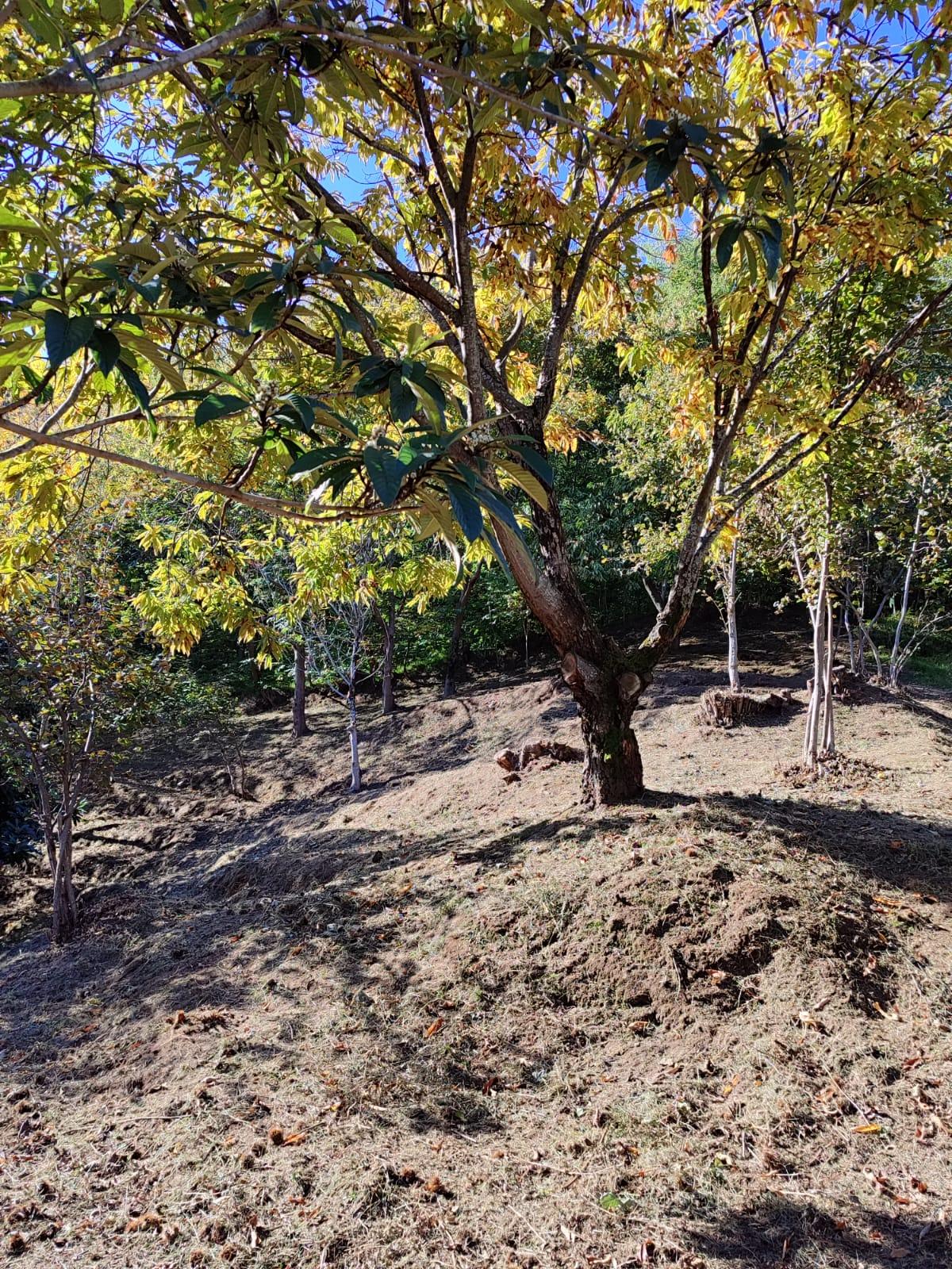 Land For Sale In Batumi, 1,722 M² For $103,000 view 2
