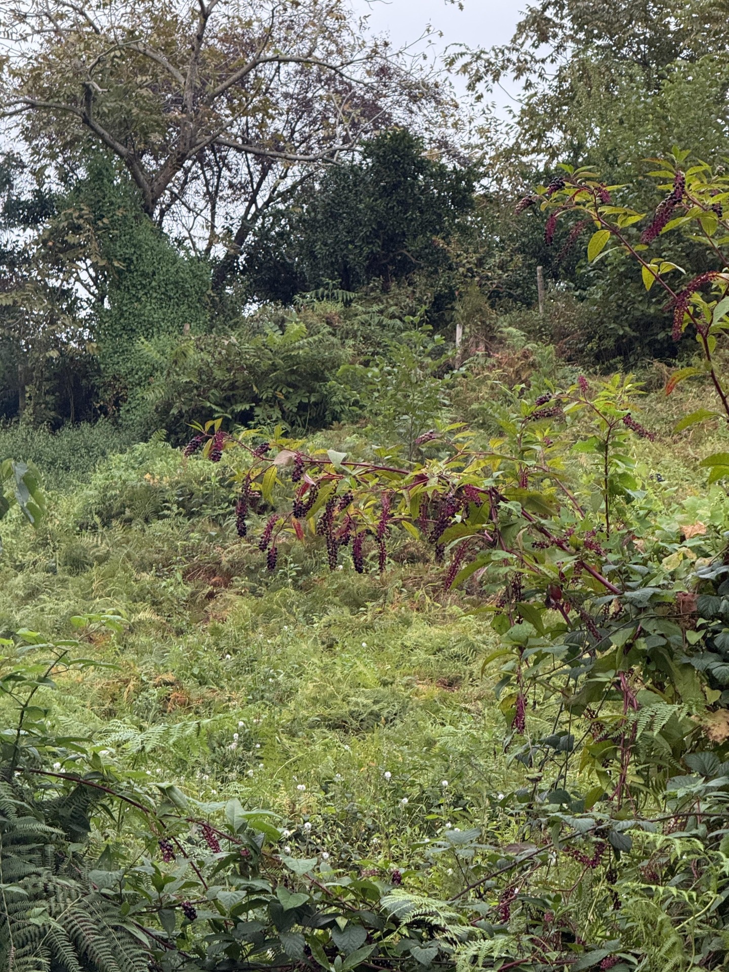 Land For Sale In Chakvi, 3,293 M² For $247,000 view 4