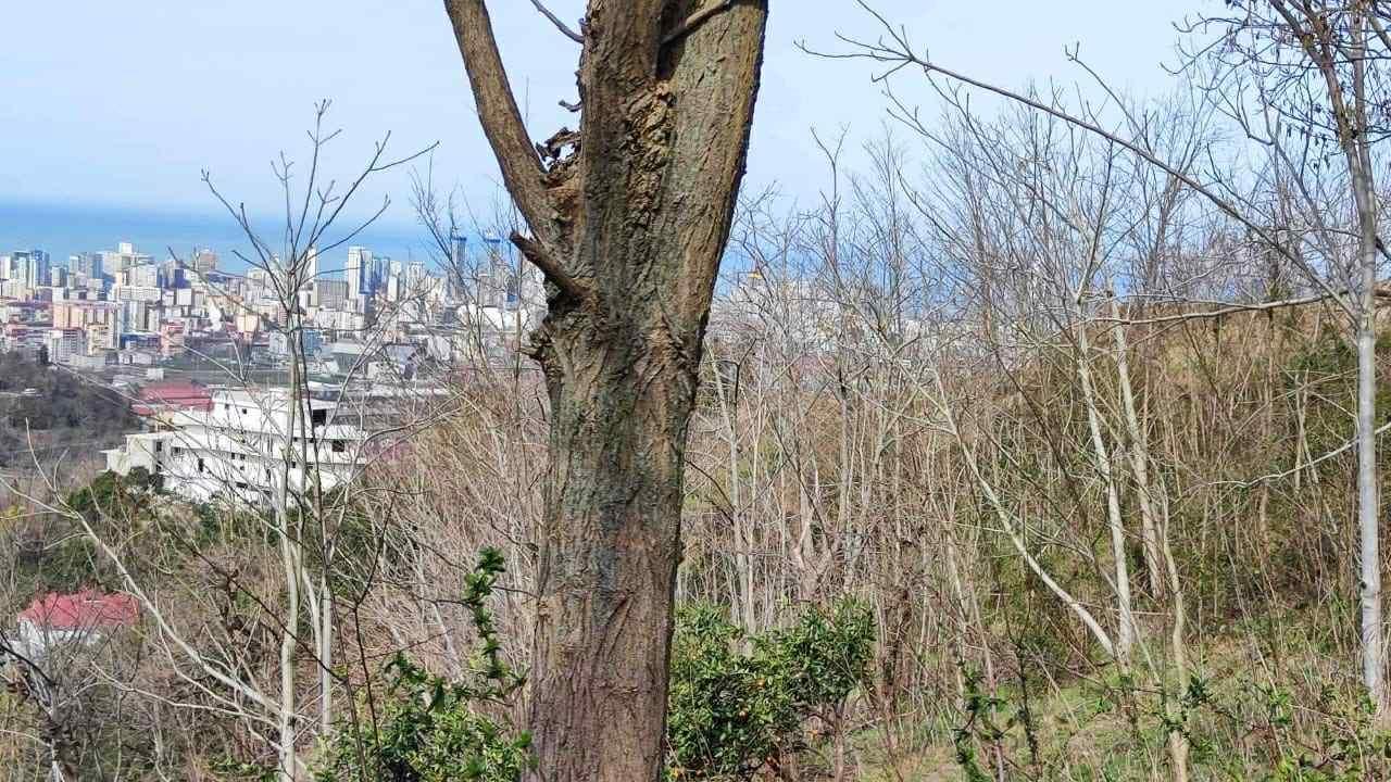 Land For Sale In Batumi, 4,000 M² For $520,000 view 7