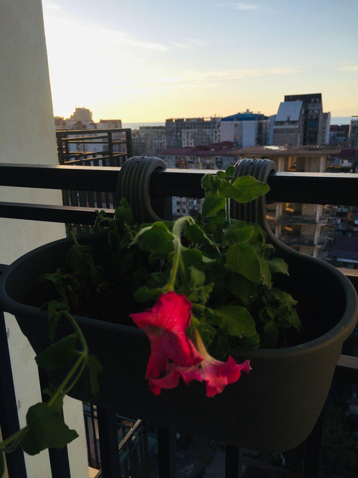 Studio Apartment For Daily Rent In Batumi, Luxor Batumi, 32 M² — 100 ₾ Per Day view 24