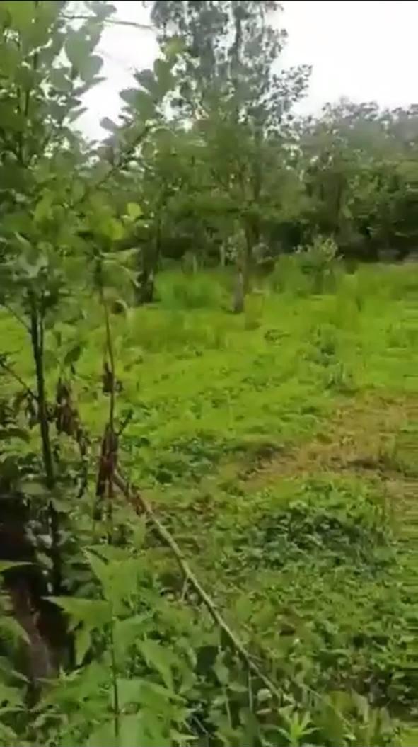 Land For Sale In Batumi, 1,500 M² For $180,000 view 2