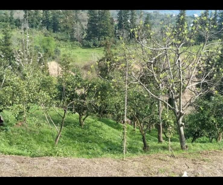 Land For Sale In Chakvi, 3,700 M² For $185,000 view 2