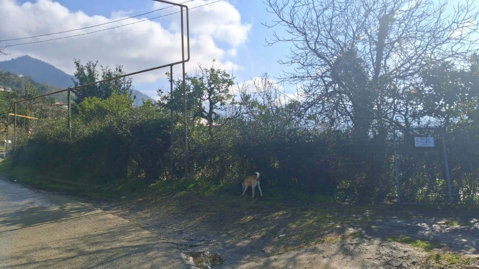 Land For Sale In Chakvi, 1,000 M² For $70,000 view 4