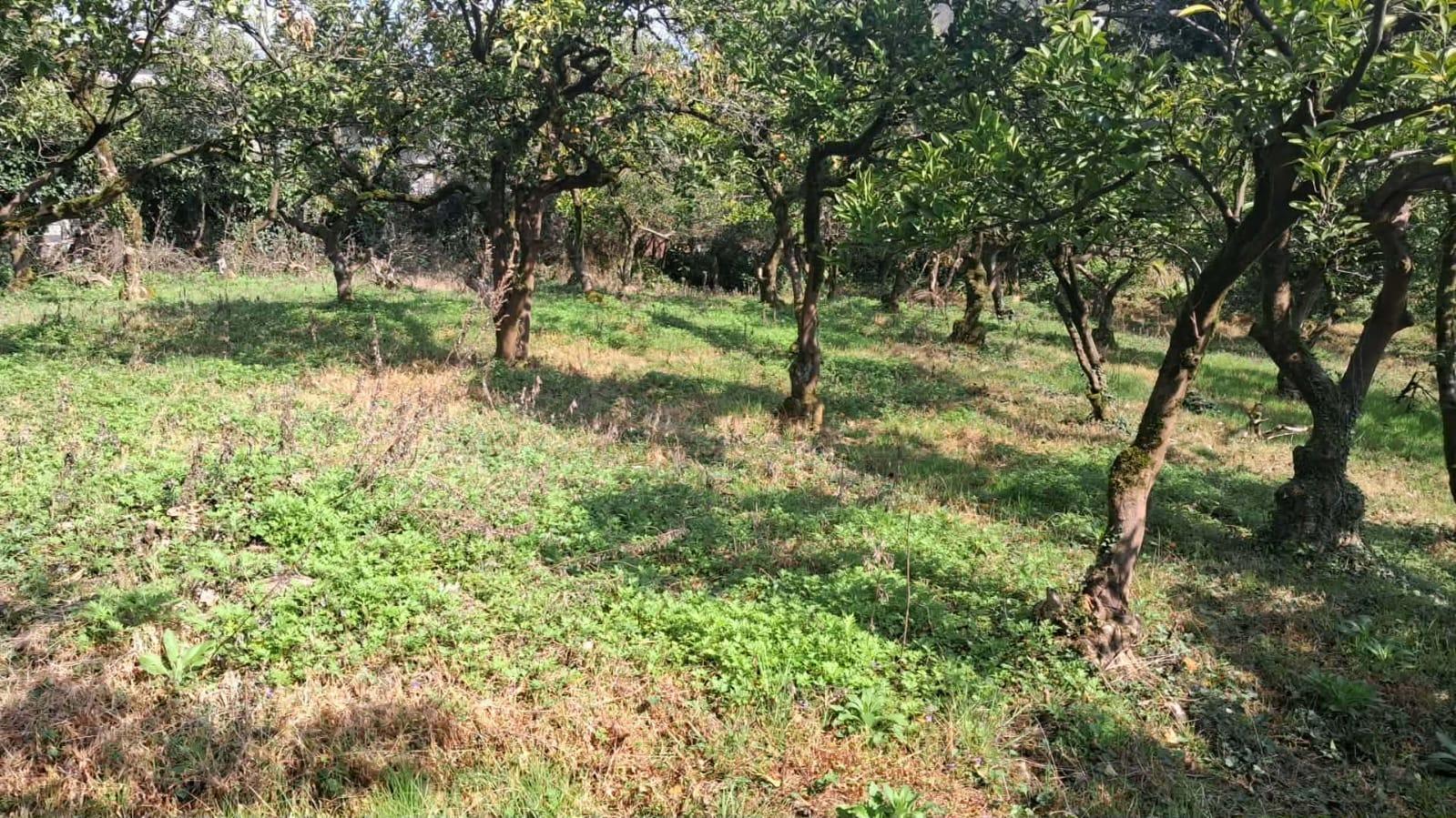 Land For Sale In Chakvi, 1,000 M² For $70,000 view 7