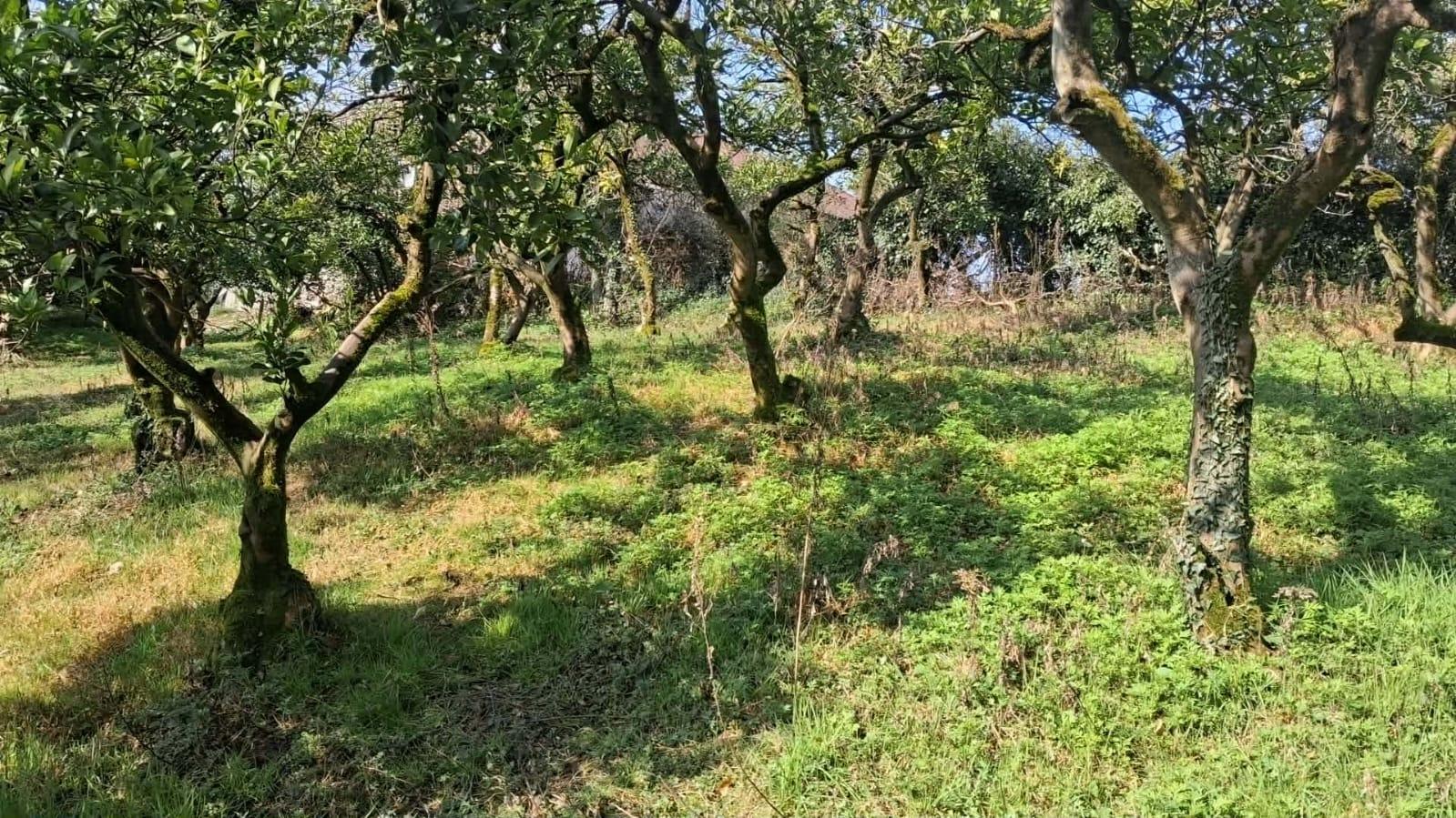 Land For Sale In Chakvi, 1,000 M² For $70,000 view 8