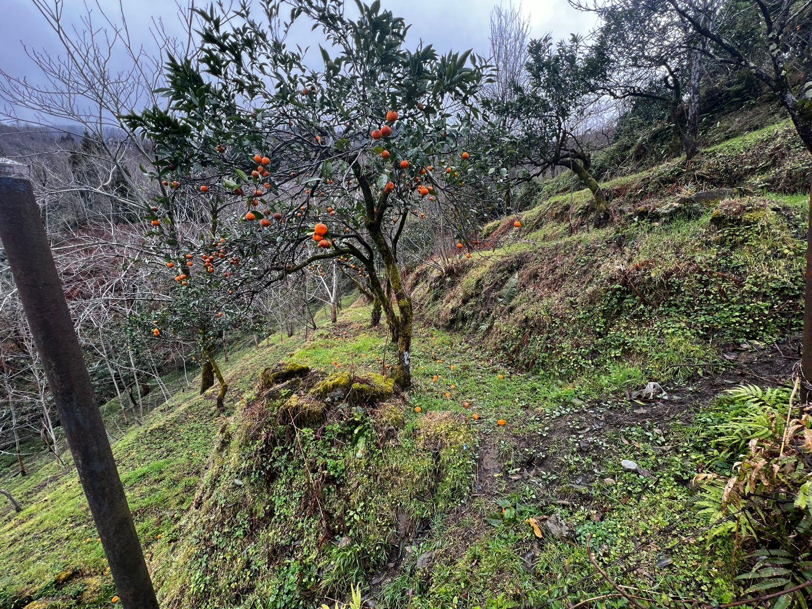 Land For Sale In Batumi, 1,739 M² For $70,000 view 4