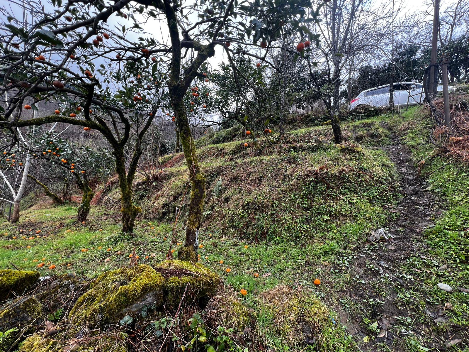 Land For Sale In Batumi, 1,739 M² For $70,000 view 2