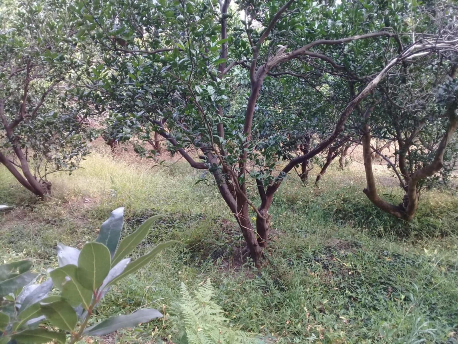 Land For Sale In Batumi, 1,000 M² For $115,000 view 4