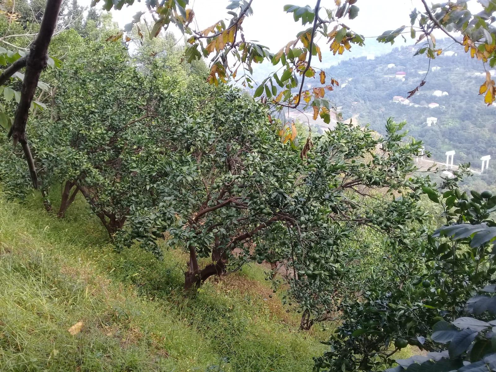 Land For Sale In Batumi, 1,000 M² For $115,000 view 2