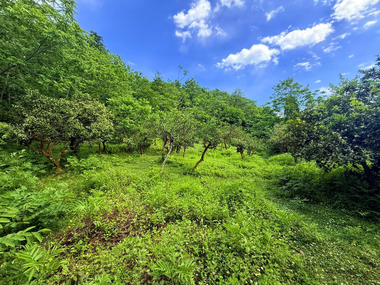 Land For Sale In Batumi, 6,240 M² For $312,000 view 2