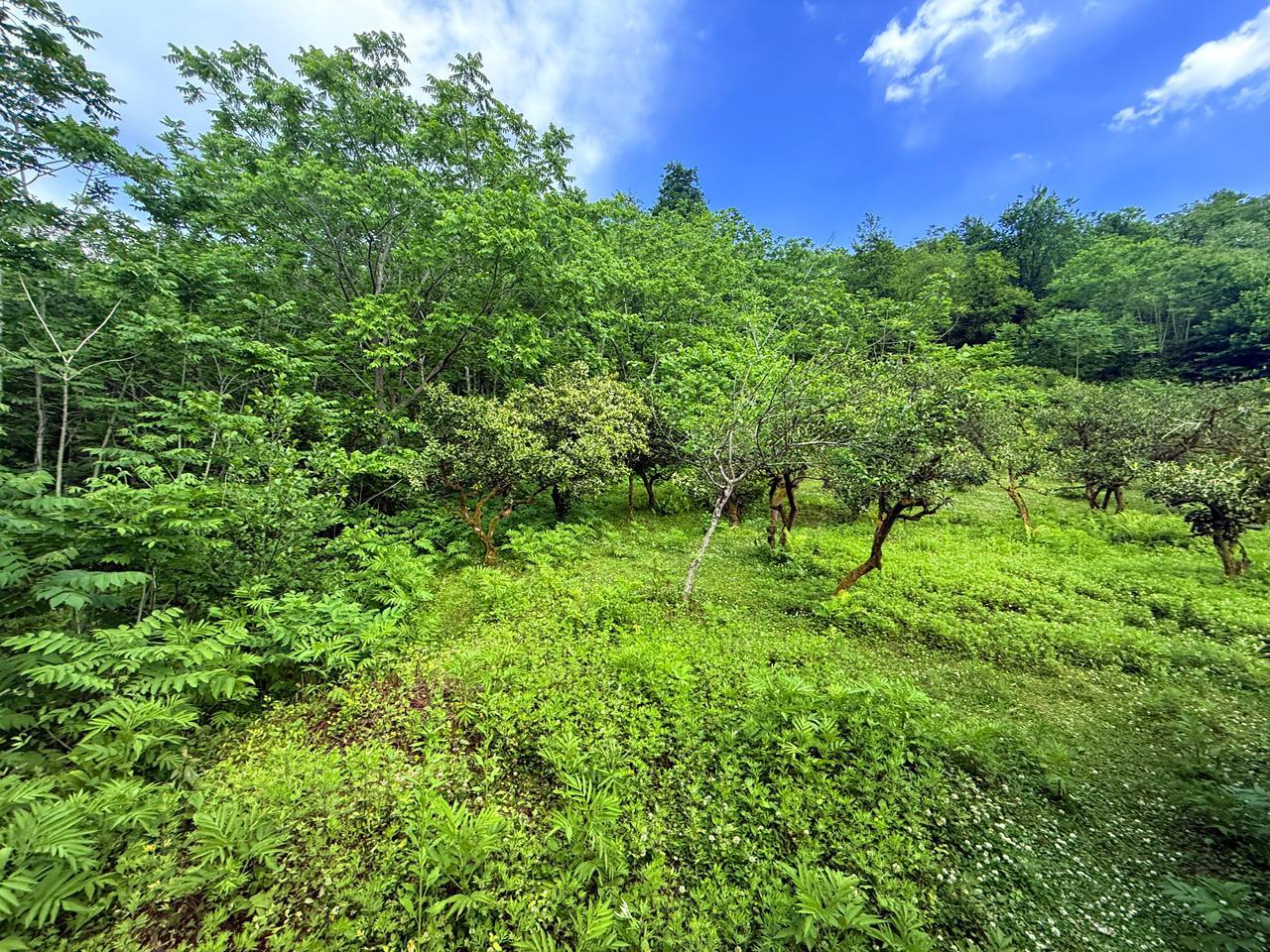 Land For Sale In Batumi, 6,240 M² For $312,000 view 6