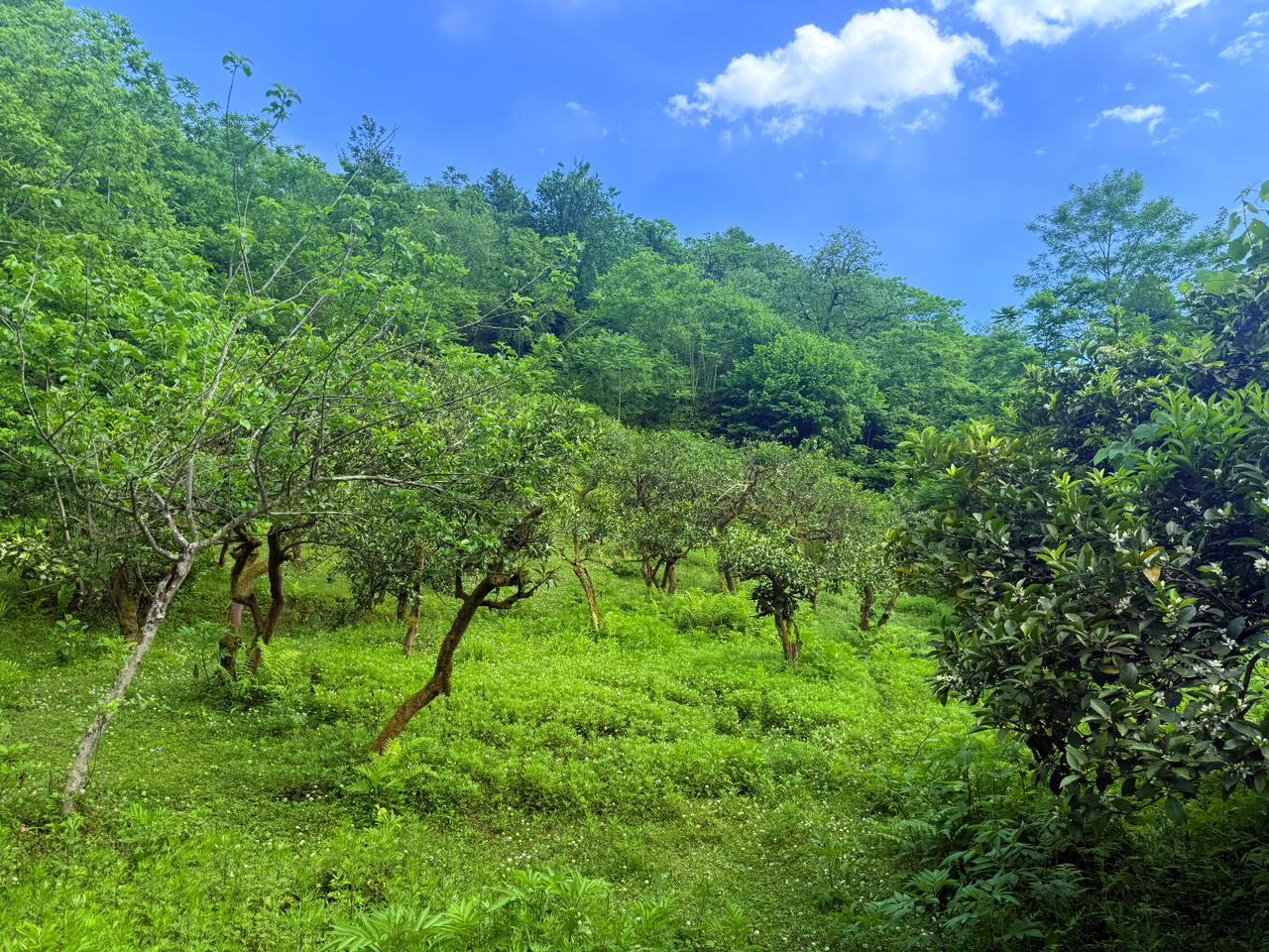 Land For Sale In Batumi, 6,240 M² For $312,000 view 5