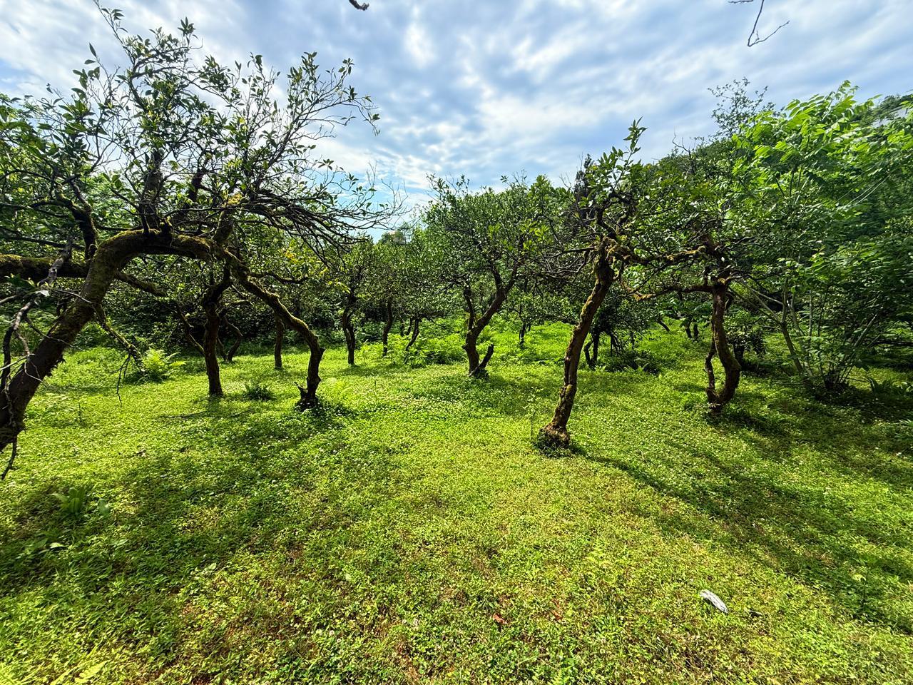 Land For Sale In Batumi, 6,240 M² For $312,000 view 1