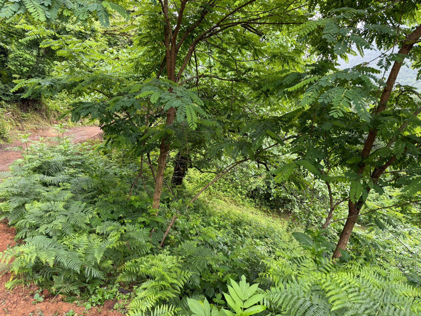Land For Sale In Batumi, 3,224 M² For $80,600 view 17