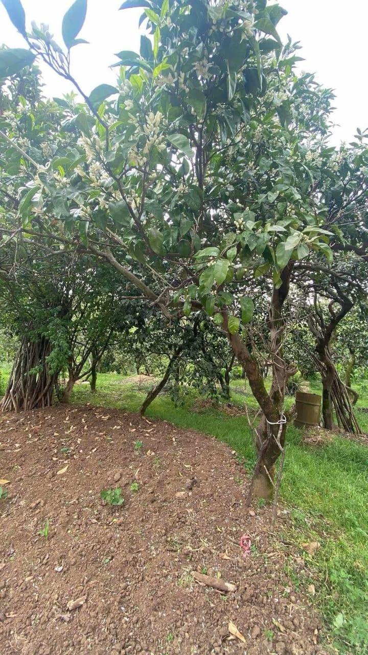 Land For Sale In Batumi, 2,502 M² For $300,240 view 3