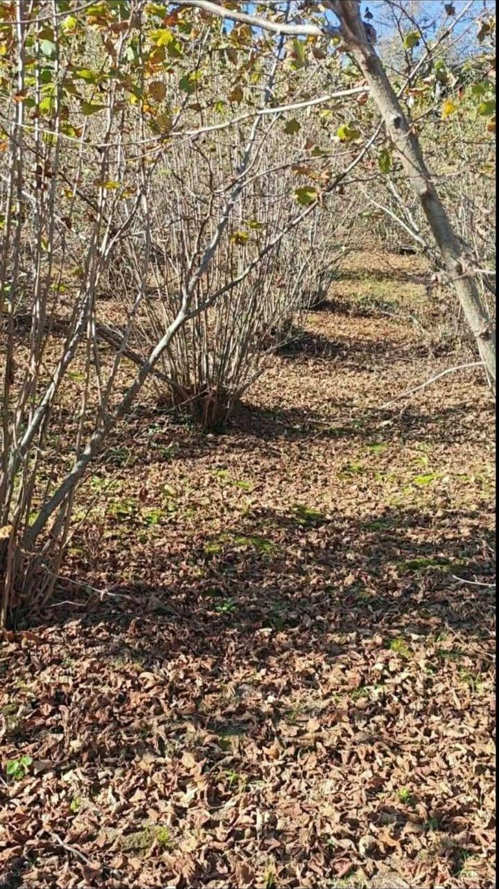 Land For Sale In Batumi, 2,500 M² For $62,500 view 1