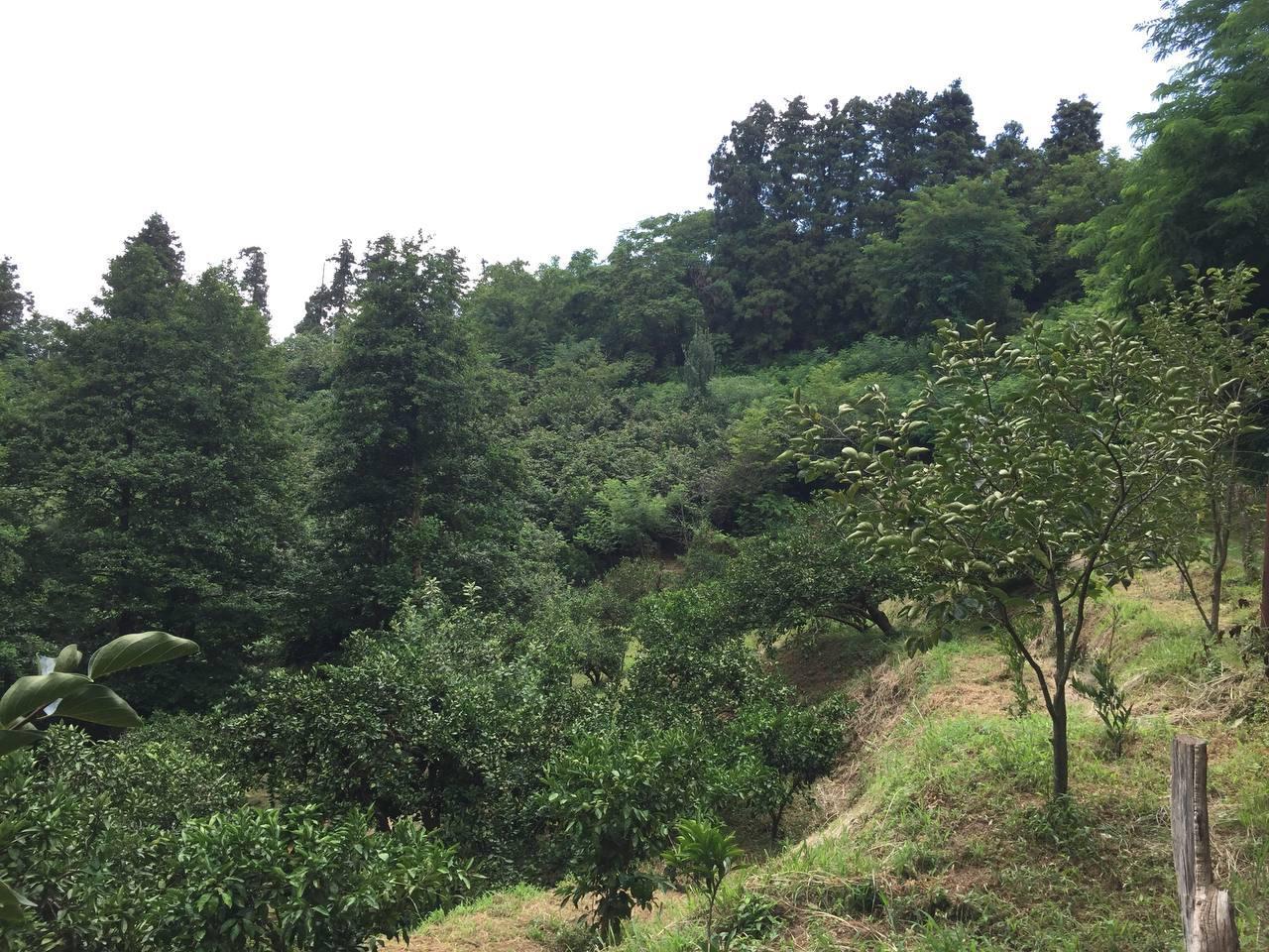 Land For Sale In Batumi, 1,500 M² For $110,250 view 2