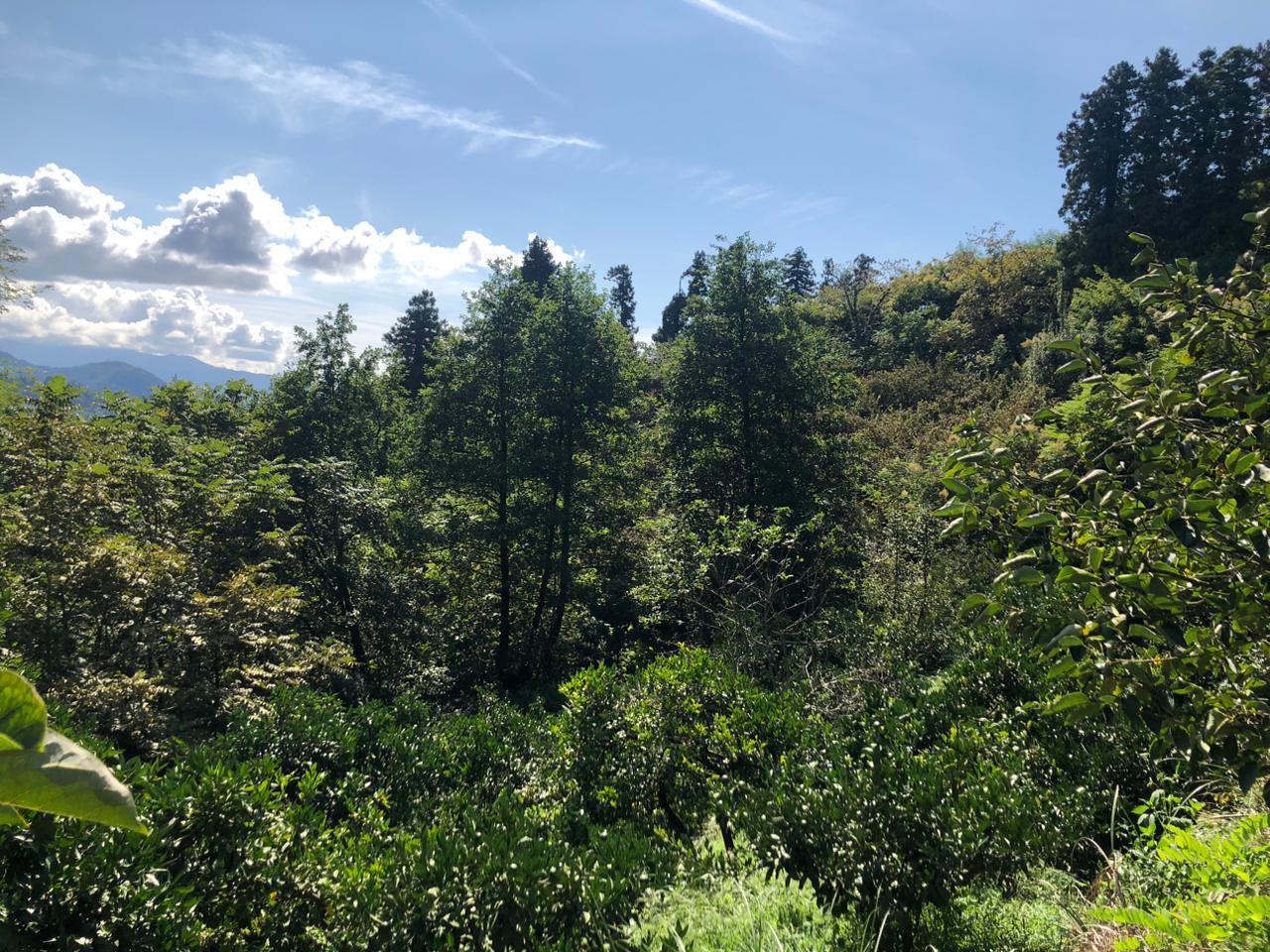 Land For Sale In Batumi, 1,500 M² For $110,250 view 1