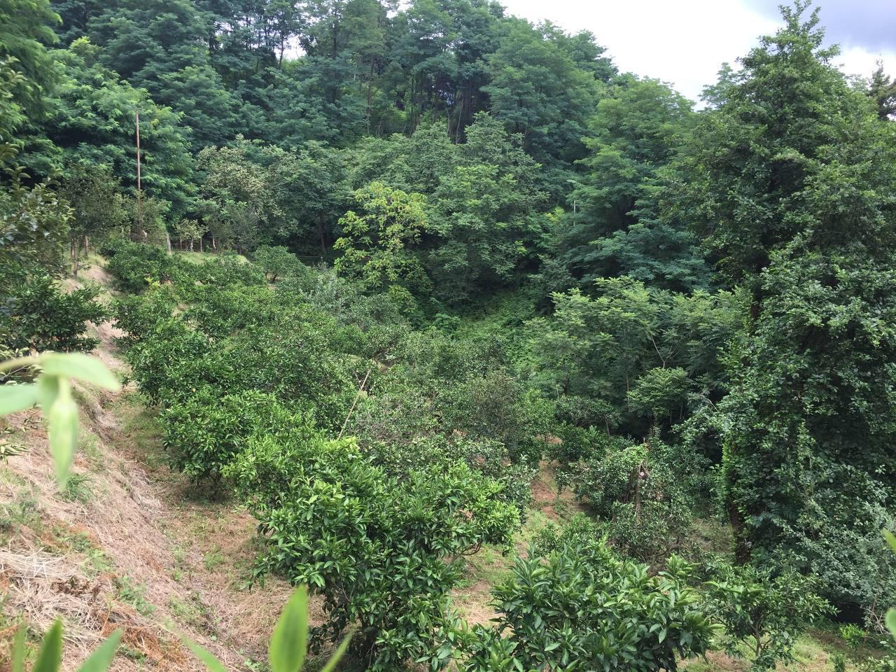 Land For Sale In Batumi, 1,500 M² For $110,250 view 4